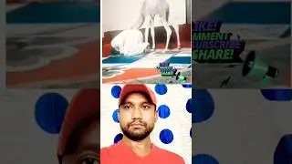 Unt bhi namaj padh raha hai 😱❤️#islamicyoutube#islam#allah #islamic#muslim#muhammad #islamic#youtube