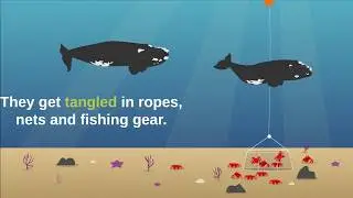 North Atlantic right whales need our help