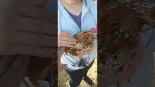 My Sister Holding a Midget Rooster Mini 🐓🐔 Rooster 🐓🍗🐔