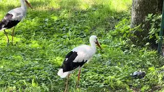Stork Meets Turtle &mdash; What a Surprise Encounter! 🦩🐢😲