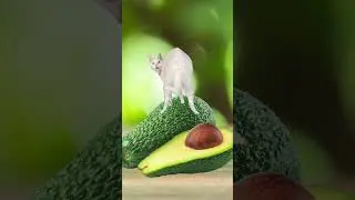 Two Avocados For 10 Bucks 🥑 #shorts #cat #meme #funny