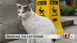 Francine the Lowe's cat found in NC