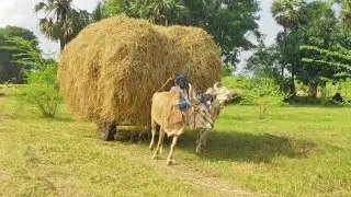 Bullock Cart Heavy Load Paddy Straw and Bullock Pulling Performance