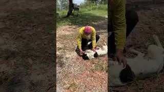 Uncle Jack&rsquo;s Kindness: Feeding a Hungry Stray Dog #KindnessInAction #veterinarycare #sharekindness
