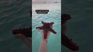 Занзибар. Ожидание/реальность!
