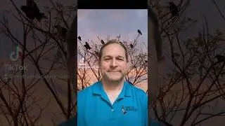 Почему птицы не падают, когда спят на деревьях?