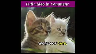 what is a cat house | @timelesstalesanim #shortsfeed #cat #catvideos #animals