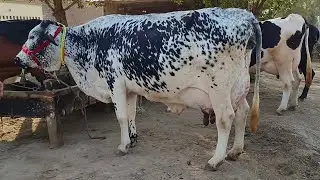 Chulstani frizan cross cow for sale in Pakistan 