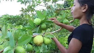 Find natural guava fruit for food and Eating delicious - Eating show Ep 32