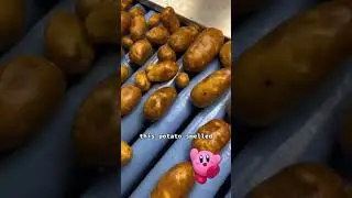 Ugly potatoes I found grading today #potatoes #farmtok #country #farm #potatotok #farmer