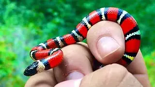 No Way This RARE SNAKE is REAL! - Is It Dangerous (Or a LOST PET??)