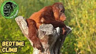 Sweet Little Orangutan Hillda's Bedtime Climb 🦧🧡 #cuteanimals