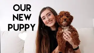 WEEKEND VLOG - JOEY UPDATE, TANNING ROUTINE & MORE | Kaelin Fox