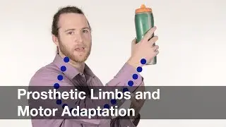 Prosthetic Limbs and Motor Adaptation