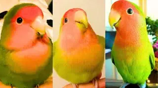 FUNNY AND CUTE PARROTS - TRY NOT TO LAUGH!