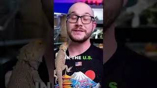 Top 5 Most Illegal Reptiles In The World! #reptiles #snakes #gecko