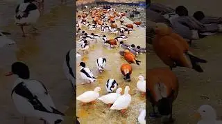 Ruddy Shelduck, A Species of Geese (Anatidae) Scientific name Tadorma  Ferruginea, #youtubeshorts