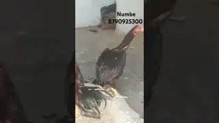 Raza murak 9 months age For sale Price 2800rs location ballaguda Ghouse Nagar.#reels #like#viralvide