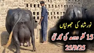 Noorahah ki bheinsein 15 kilo dhoodh for sel|نورشاہ کی بھینس|earn from buffalo