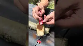 propagating bonsai malunggay or planting in pot #bonsiamalunggay #malunggay #propagating