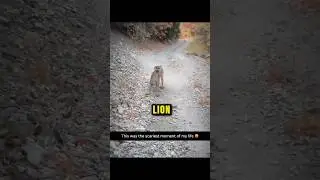 She Was Followed By A Mountain Lion...