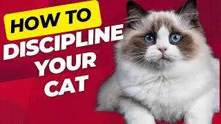 HOW TO DISCIPLINE YOUR CAT.