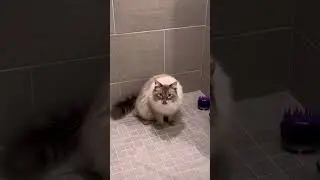 BEST CAT MEMES COMPILATION OF 2022 PART 2