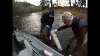 broodstock steelhead