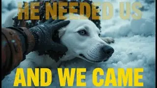 We Found a Dog Frozen in a Shell of Barnacles