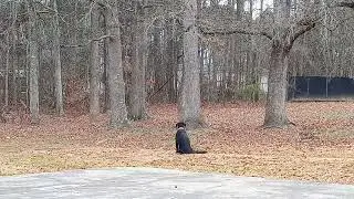DOES BIGFOOT MAKE THESE SOUNDS JANUARY 2026