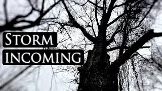 I asked the trees how they feel about this ice storm