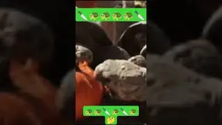 tortoise meat cutting #meatlover #meat #meatcuttingskills #shortfeed