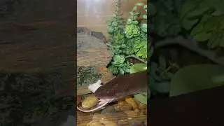 Amphiuma Feeding #outdoorswithjay #amphibian #amphiuma #feedshorts