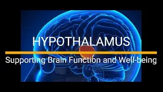 Lifestyle Habits for a Healthy Hypothalamus   Supporting Brain Function and Well being