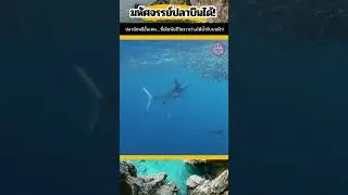 เปิดโลก! ปลาบินได้ Flying Fish สุดยอดปลานักหนีขั้นเทพแห่งท้องทะเล!