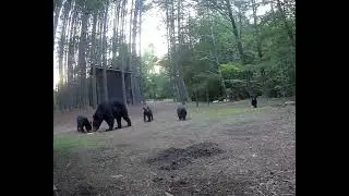 Tigerville Bear and Cubs S C Mom and youngens 