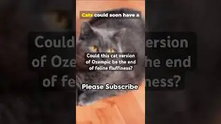 Could This Cat Version Of Ozempic Be The End Of Fluffiness