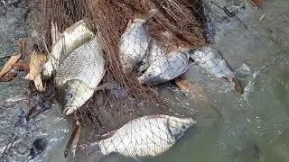 Best Cast Net Fishing। Big fish hunting by cast net। Net Fishing in the Village (part-64)