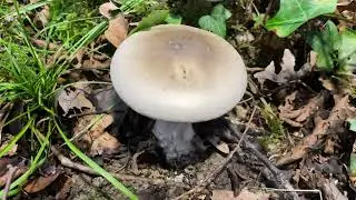 Clitocybe nebularis, October 15, 2022