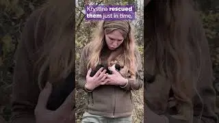 Newborn Puppies Rescued from Frontline in Ukraine