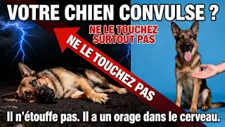 Votre chien convulse  Ne le touchez surtout pas