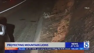 Mountain lion dies after getting hit by car near Malibu