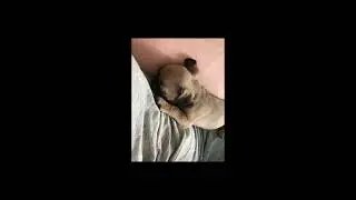 Spooky baby!💗👻 #fyp #pug #shorts #dog #cute