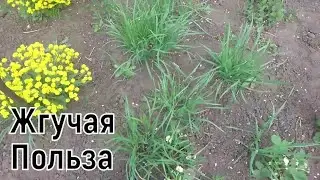 Весенняя Зелень, Которая Насыщает Организм Витаминами