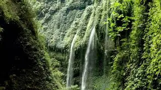 Sub Tropical Forest Ambience In The Summertime,Minor Birds And Insects