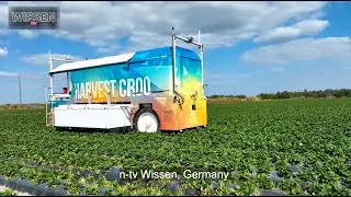 Autonomous Robotic Strawberry Harvesting - Harvest CROO, Tampa Florida -  video from TV Wissen