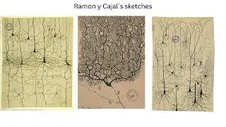 Who was the first neuroscientist?