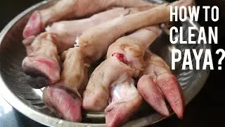 Goat Paye Cleaning Method | Bakra Eid Special By Cook with Judy and Flo
