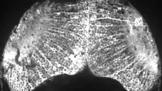 Real-Time Visualisation of Neuronal Activity During Perception