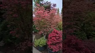 PINK JAPANESE MAPLES IN THE MORNING - WATCH MORE  @amazingmaples  CONTAINER GARDENING